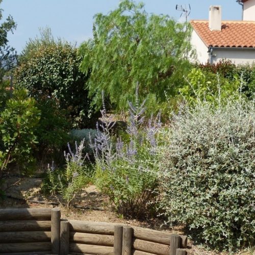 Sweet Estagel- plantation-vert